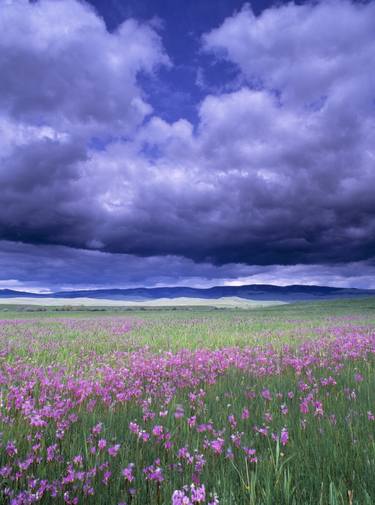 DPI1783254 Stormy Clouds Approaching Field of Shooting Star Wildflowers Poster Print by Natural Selection John Reddy, 13 x 17