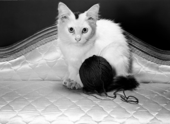 Kitten & Ball of Wool Poster Print - 18 x 24 in.