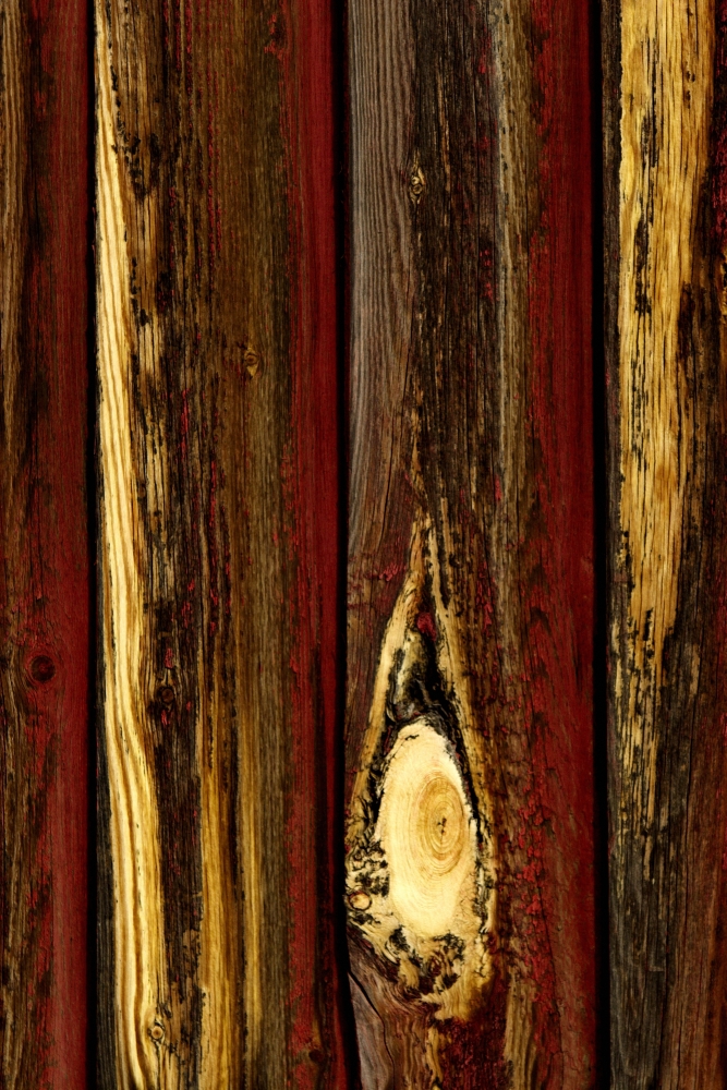 Tree Bark Poster Print by Don Hammond, 22 x 34 - Large