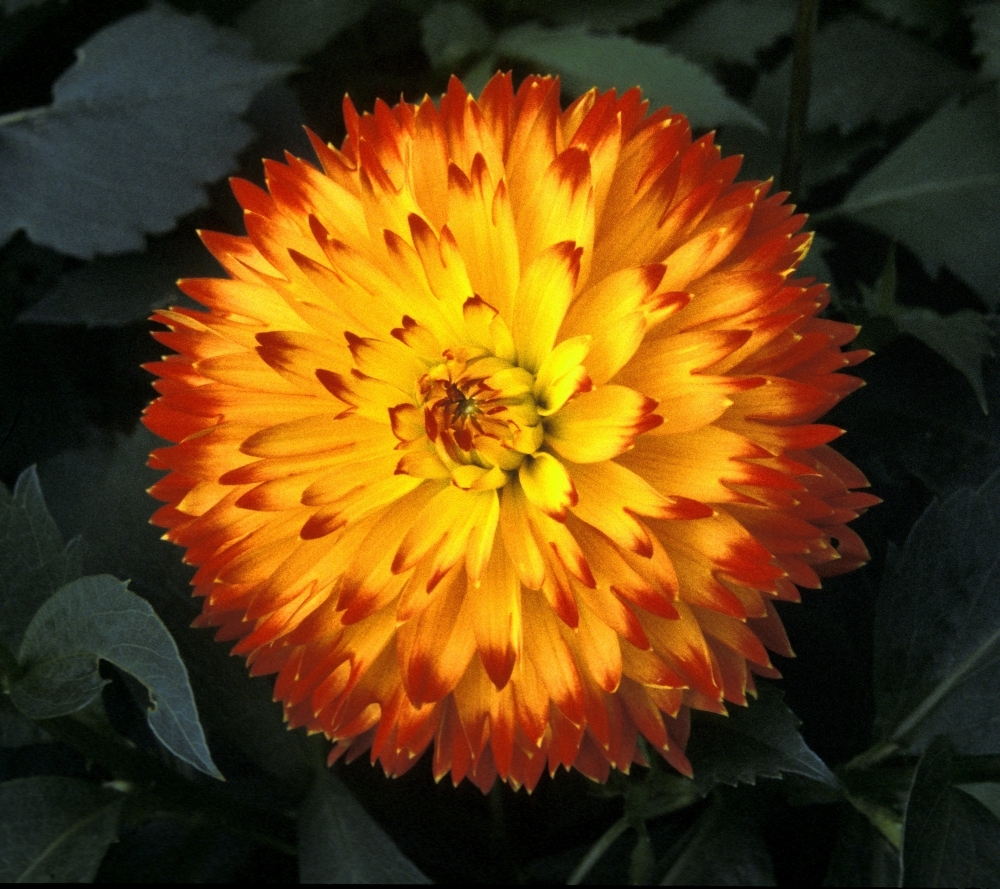 A Chrysanthemum Bloom Poster Print by David Chapman, 28 x 26 - Large