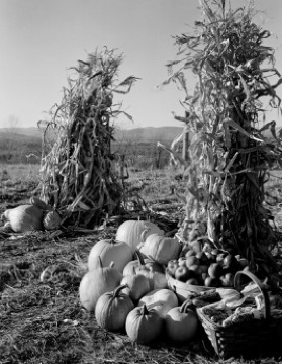 Pumpkins & Corn Stacks with Baskets of Apples Poster Print - 18 x 24 in.