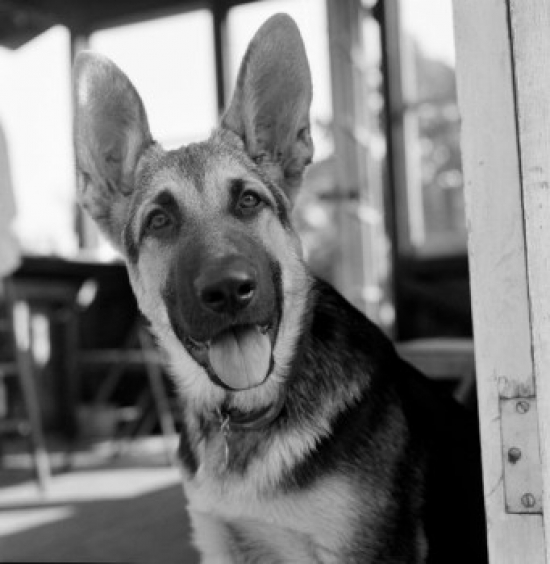 German Shepherd Dog Poster Print - 18 x 24 in.