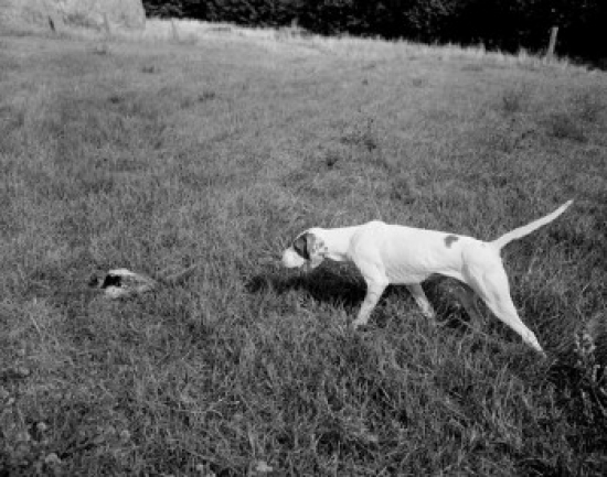 English Pointer Pheasant Hunting in Wheat Stubble Poster Print - 18 x 24 in.