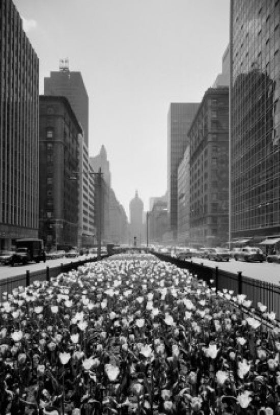USA New York State New York City 56th Street & Park Avenue Tulips in Center Strip Poster Print - 18 x 24 in.
