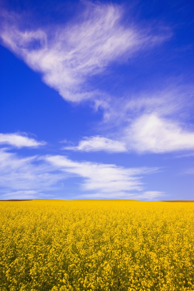 A Canola Field Poster Print by Carson Ganci - 11 x 17