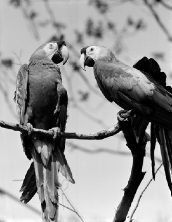 Two Parrots on Branch Poster Print - 18 x 24 in.