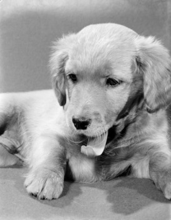 Cocker Spaniel Puppy Poster Print - 18 x 24 in.