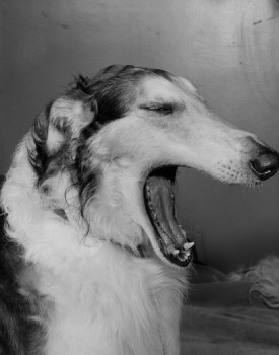 Dog Yawning Poster Print - 18 x 24 in.
