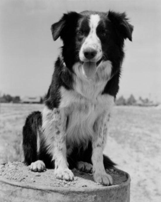 Angus Sheep Dog Poster Print - 18 x 24 in.