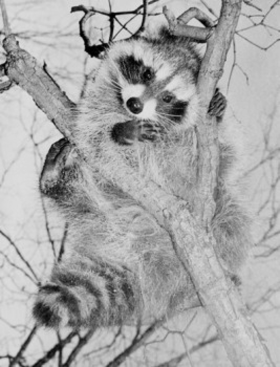 Raccoon in Tree Poster Print - 18 x 24 in.