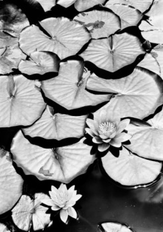 Water Lilies Poster Print - 18 x 24 in.