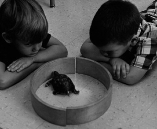 Two Boys Observing Turtle Poster Print - 18 x 24 in.
