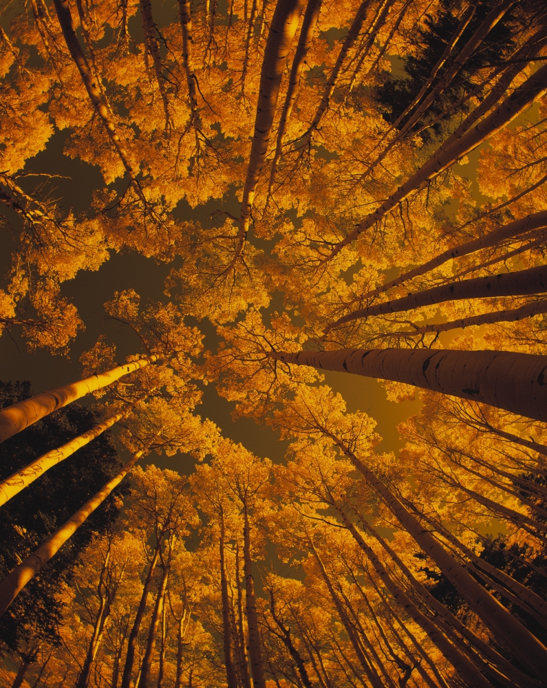 DPI1781915LARGE Looking Up At Autumn Tree Tops Poster Print by Natural Selection John Bracchi, 26 x 34 - Large