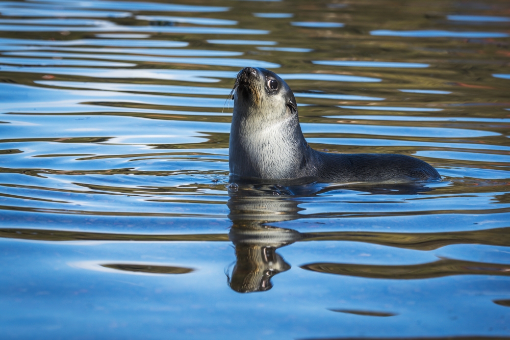 DPI12303645 Antarctic Fur Seal Arctocephalus Gazella Reflected in Rippled Water - Antarcitca Poster Print by Nick Dale, 19 x 12