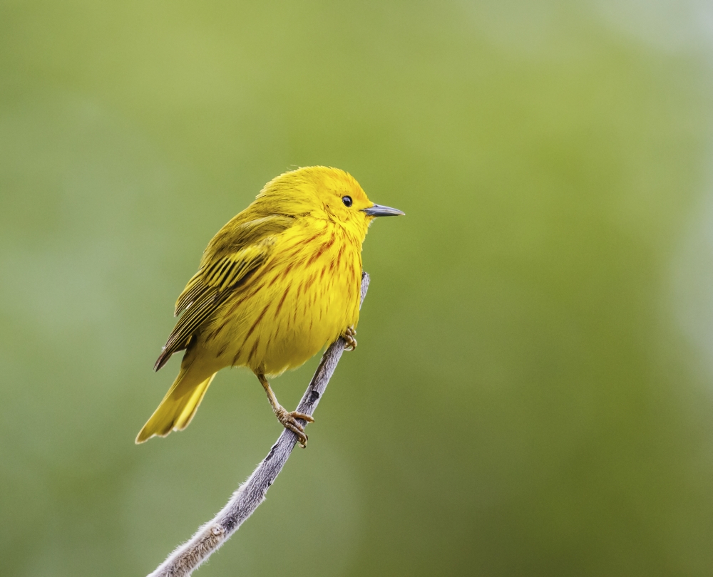 Yellow Warbler Setophaga Petechia Perched During Spring Time - Chateauguay Quebec Canada Poster Print by Dominic Marcoux, 30 x 24 - Large