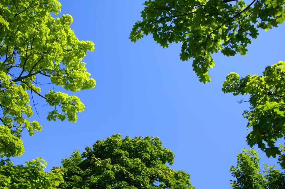 The Sky Through Trees Poster Print by Don Hammond, 34 x 22 - Large