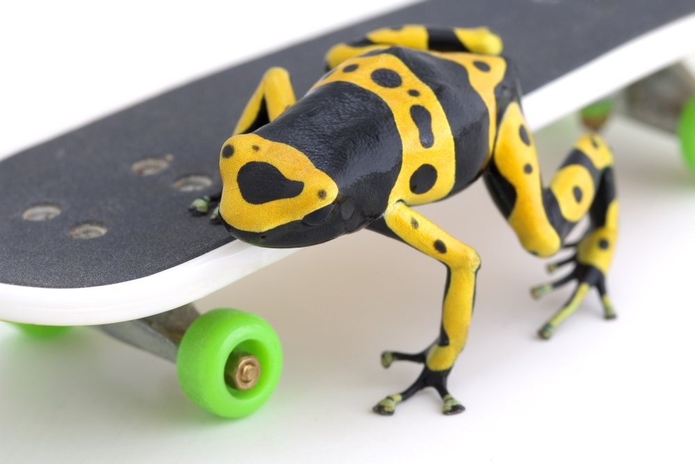 Frog On A Skateboard Poster Print by Corey Hochachka - 17 x 11