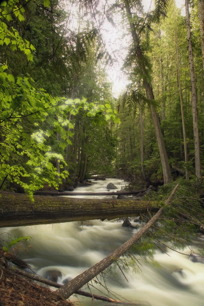 A Rushing River in a Forest Poster Print by Carson Ganci, 22 x 34 - Large