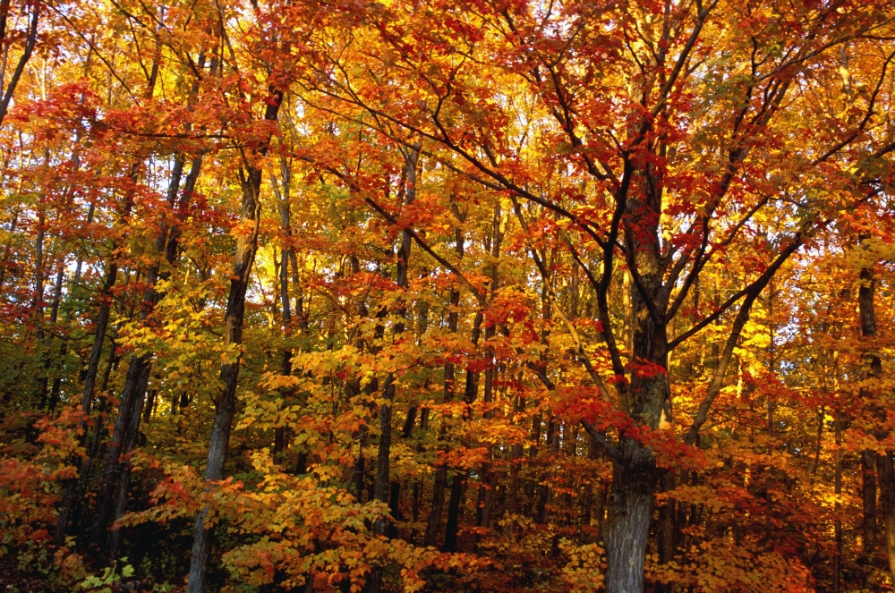 Fall Leaves On Trees Poster Print by David Chapman, 34 x 22 - Large