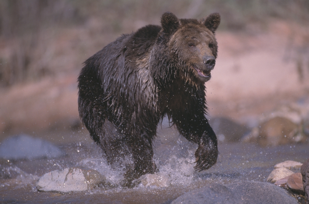 Grizzly Bear Running Through Stream Poster Print by Natural Selection David Ponton, 17 x 11