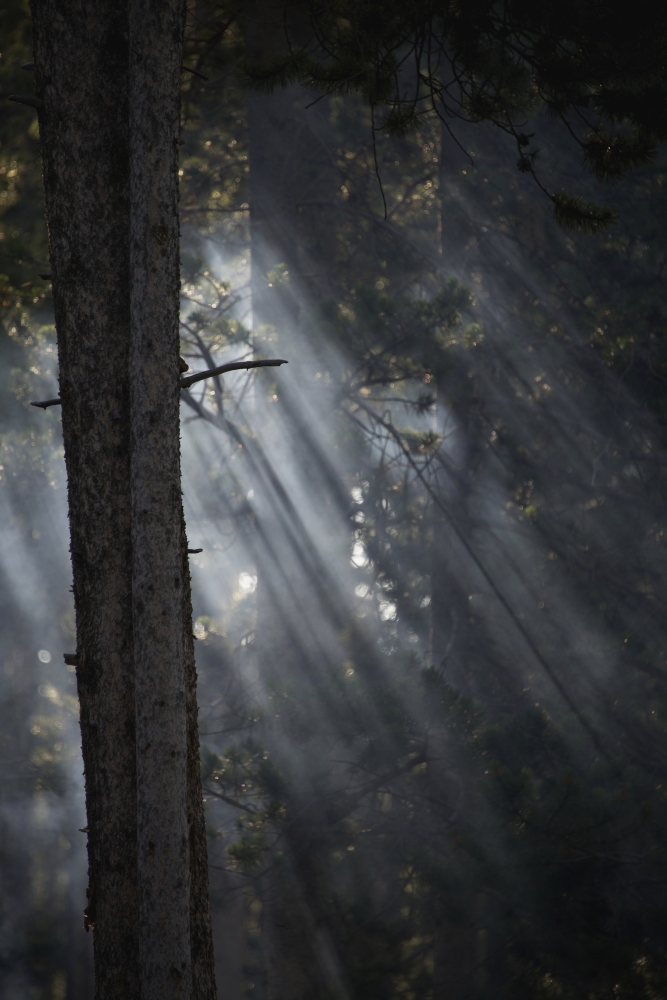 Smoky Sunlight Filtering Through The Trees in a Forest Yellowstone National Poster Print by Nick Dale - 12 x 19