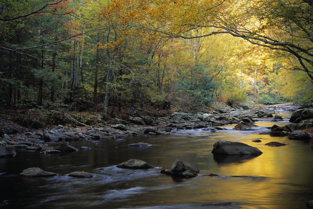 River Flowing Over Rocks Greenbrier Area Great Smoky Mountains National Park Tennessee USA Poster Print by Natural Selection Robert Cable, 18 x 12