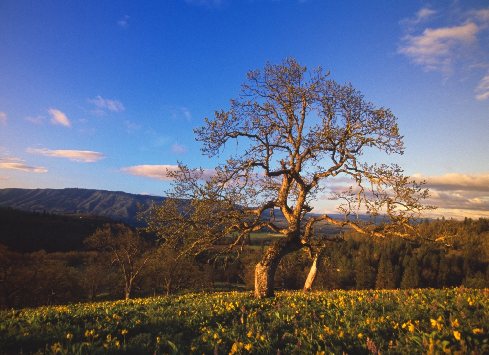 Leafless Oak Tree in Mountain Meadow Fallen Autumn Leaves Columbia River Gorge Poster Print by Natural Selection Craig Tuttle, 34 x 26 - Large