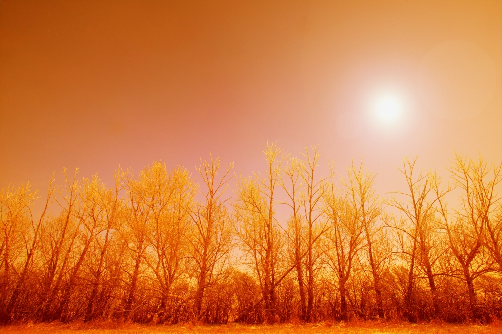 Trees with Sunlight Poster Print by Leah Hammond - 17 x 11