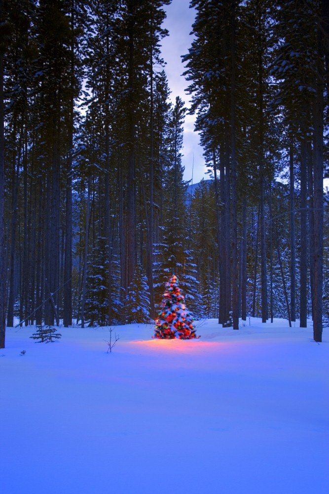 DPI1784128LARGE Illuminated Christmas Tree in The Woods Poster Print by Carson Ganci, 22 x 34 - Large