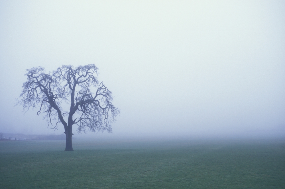 Tree Silhouette in Fog Poster Print by Sean White - 17 x 11