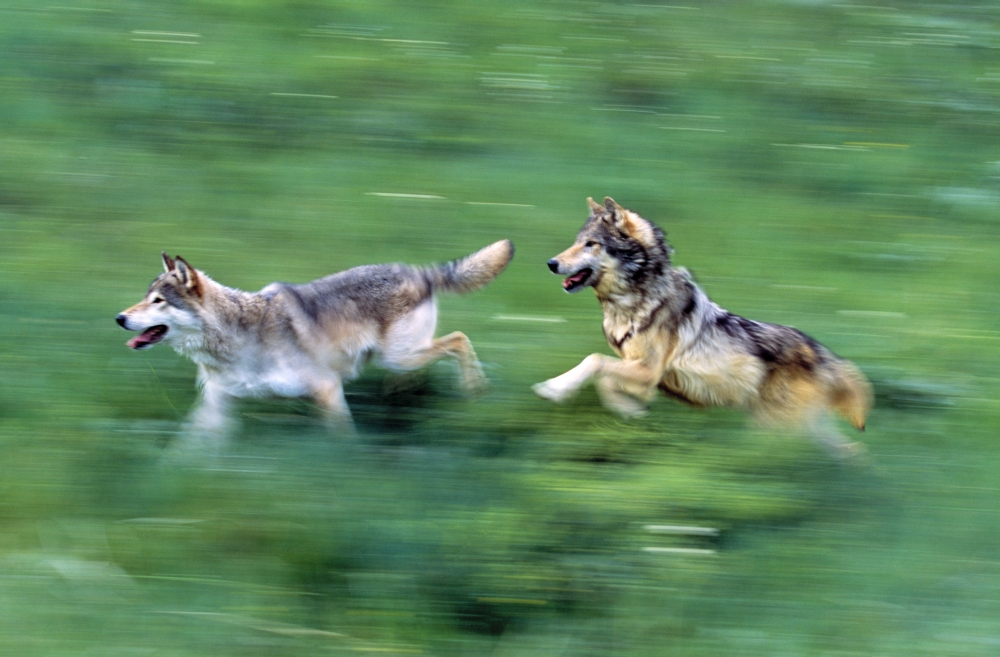 DPI1784708LARGE Two Wolves Running Through Meadow Poster Print by Natural Selection David Ponton, 36 x 24 - Large