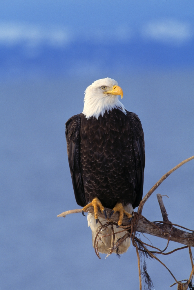 DPI1784715LARGE Perched Bald Eagle Poster Print by Natural Selection David Ponton, 24 x 36 - Large