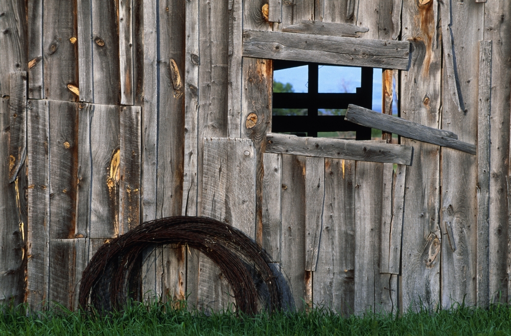 Roll of Barbed Wire On Weathered Barn Poster Print by Natural Selection John Reddy - 36 x 24 - Large