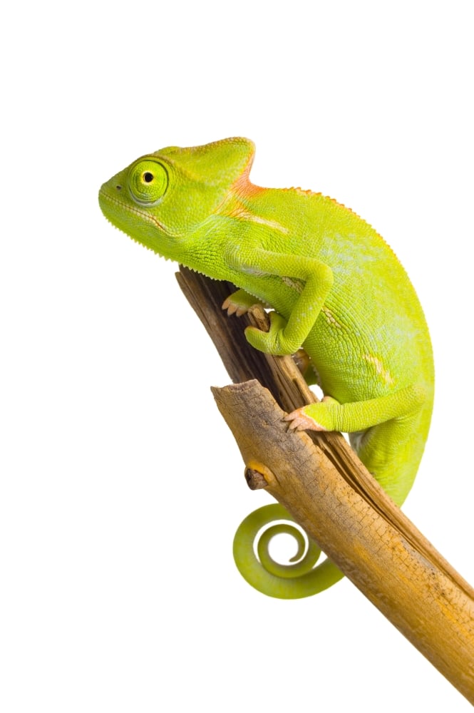DPI1783467 Veiled Chameleon Chamaeleo Calyptratus Poster Print by Corey Hochachka, 11 x 17