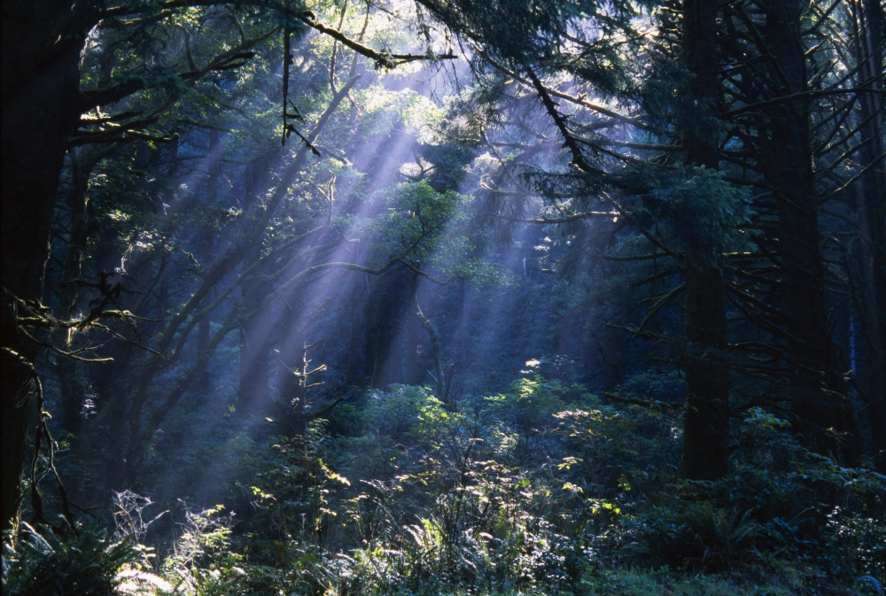 DPI1783763 Sun Beams Through Fog & Forest Trees Poster Print by Natural Selection Craig Tuttle, 18 x 12