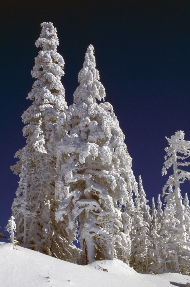 DPI1783833 Snow-Covered Pine Trees On Mount Hood Poster Print by Natural Selection Craig Tuttle, 12 x 18