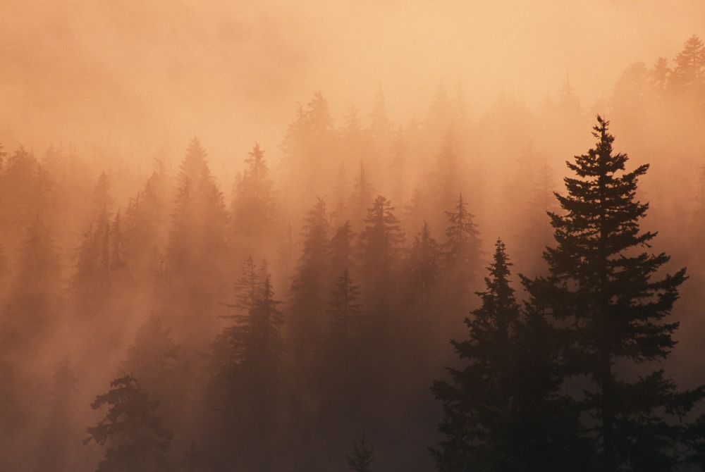 Sunset Through Dense Fog Pine Tree Silhouettes Mount Hood National Forest Poster Print by Natural Selection Craig Tuttle, 18 x 12