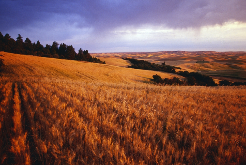 Sunset Over Wheat Field On Steptoe Butte Poster Print by Natural Selection Craig Tuttle, 36 x 24 - Large