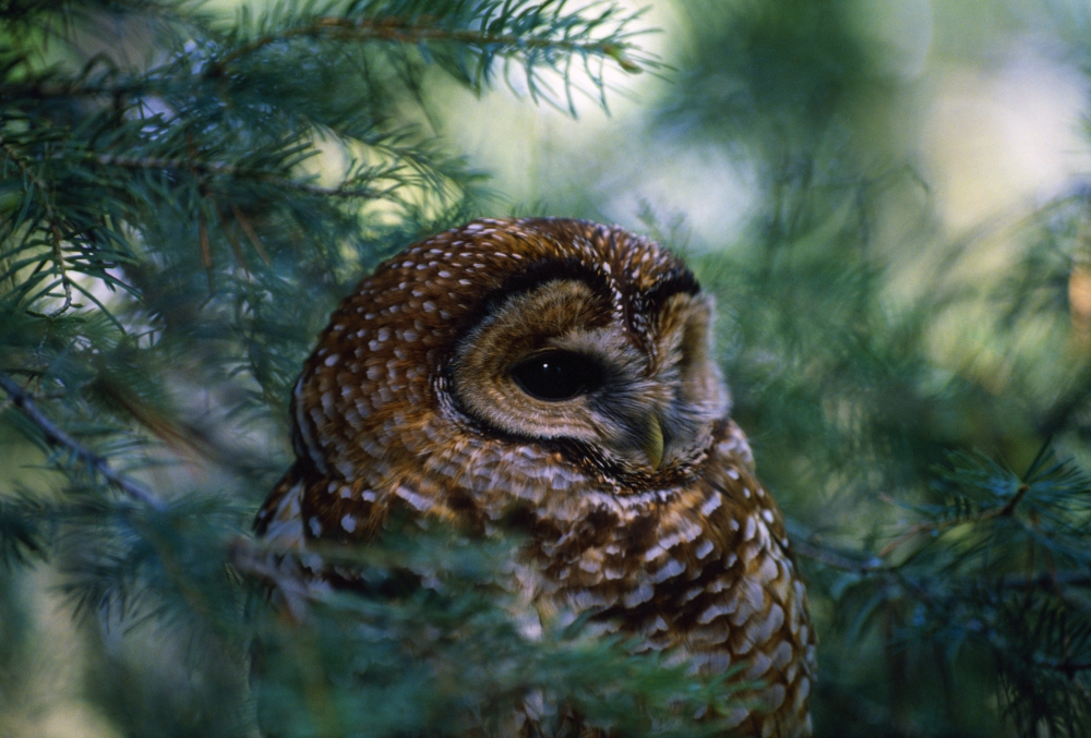 DPI1784750LARGE Mexican Spotted Owl in Tree Poster Print by Natural Selection David Ponton, 36 x 24 - Large