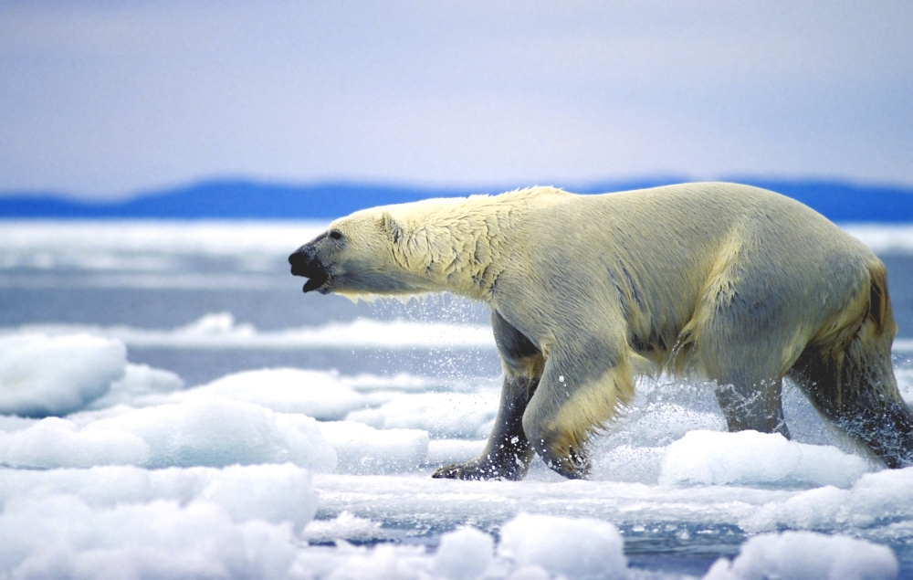 DPI1785262LARGE Polar Bear Running On An Ice Flow in Wager Bay Canada Poster Print by John Pitcher, 34 x 22 - Large
