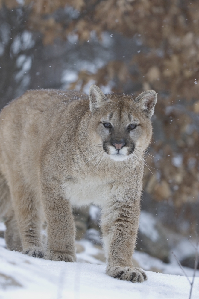 Cougar in Snowfall Poster Print by John Pitcher - 11 x 17
