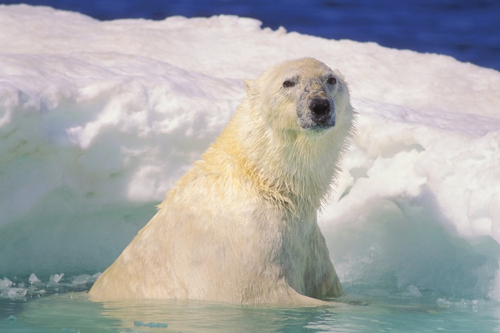 Polar Bear in Ice Pool Poster Print by John Pitcher - 17 x 11