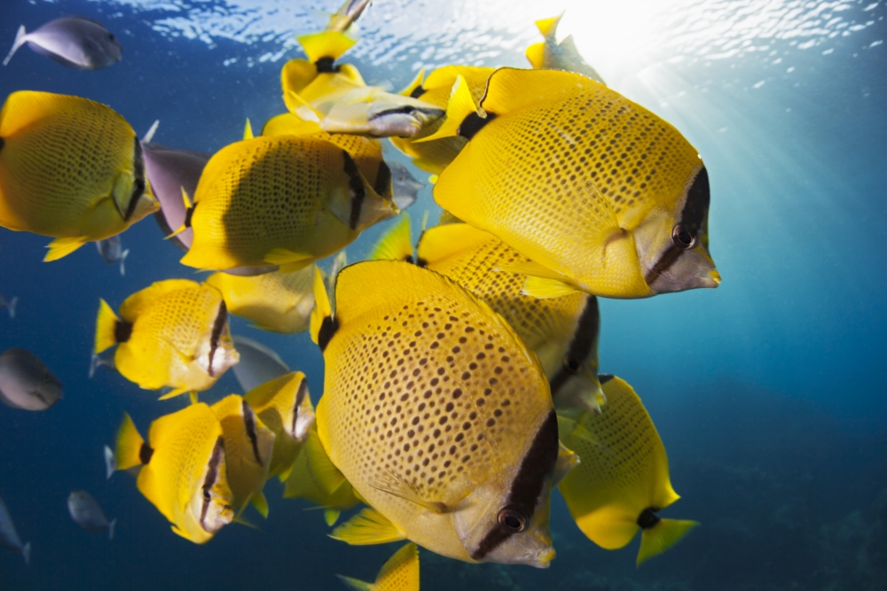 Schooling Milletseed Butterflyfish Chaetodon Miliaris Endemic - Hawaii United States of America Poster Print by Dave Fleetham - 19 x 12