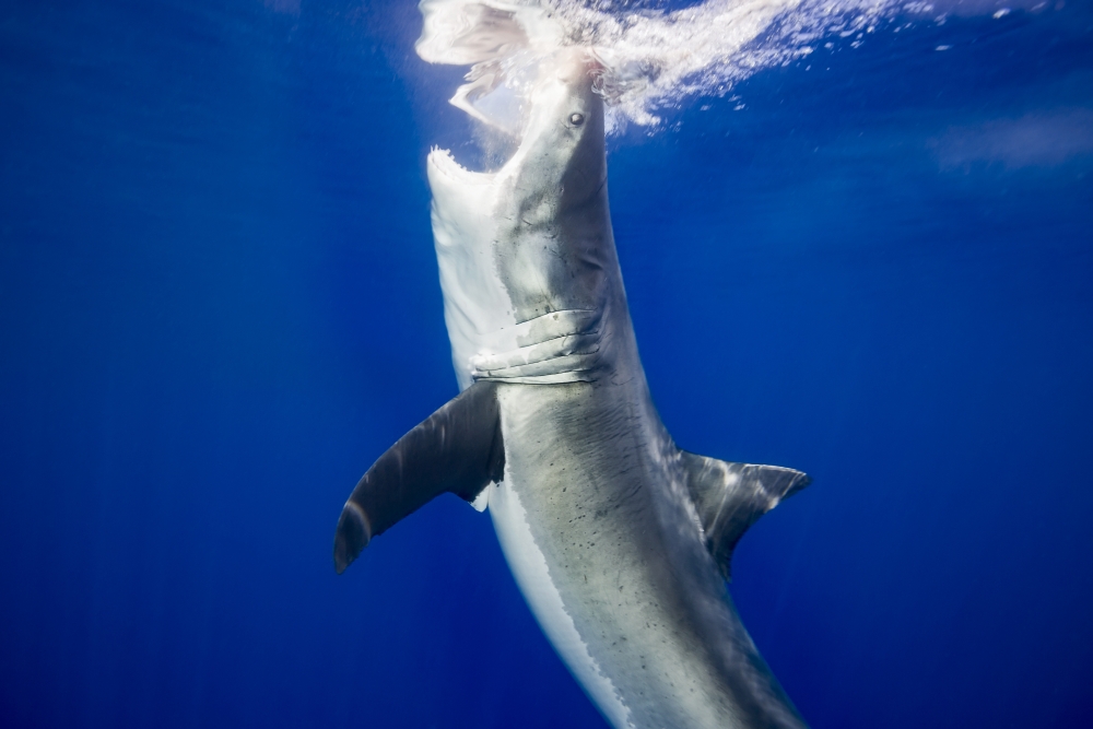 DPI12304348LARGE Great White Shark Carcharodon Carcharias - Guadalupe Island Mexico Poster Print by Dave Fleetham, 38 x 24 - Large