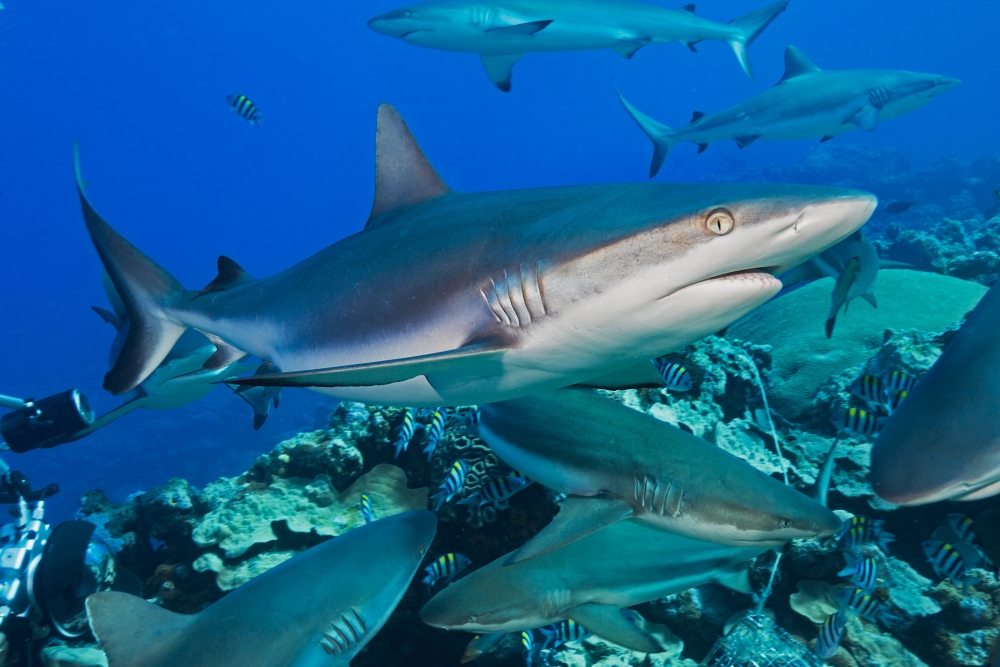 Grey Reef Sharks Poster Print by Dave Fleetham, 38 x 24 - Large