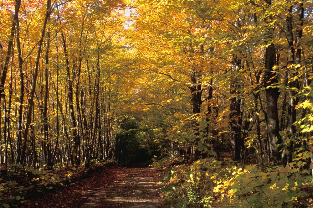 Changing Trees Poster Print by David Chapman, 17 x 11