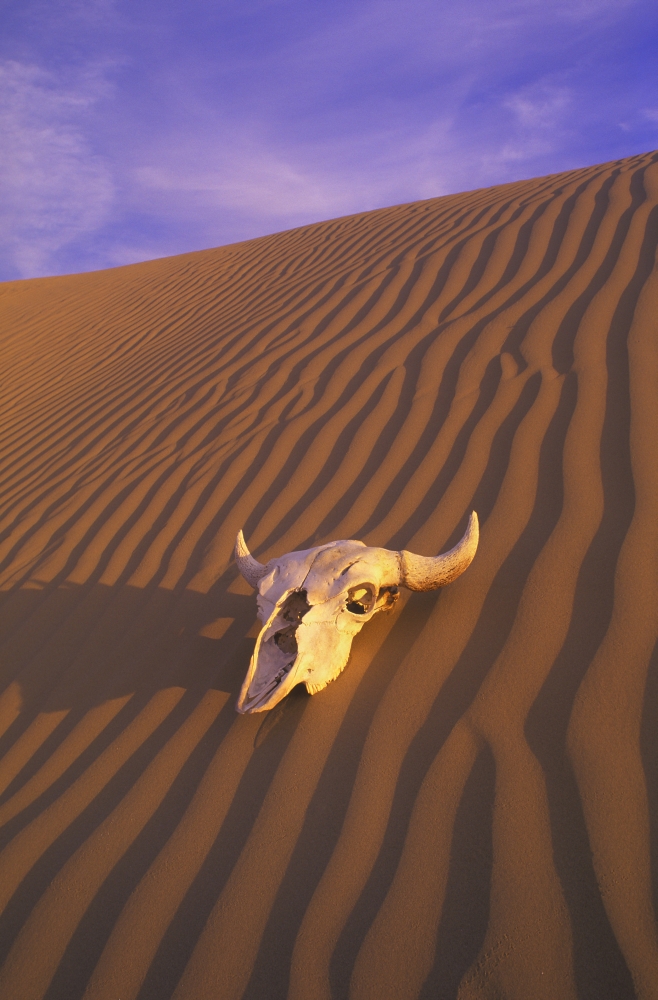 Skull in Desert Poster Print by Carson Ganci, 22 x 34 - Large