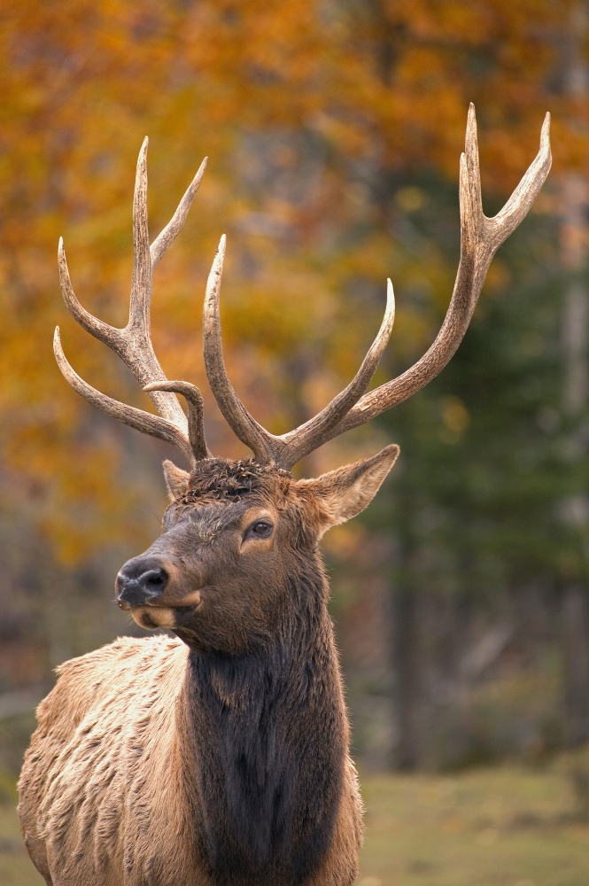 DPI1776629LARGE Large Elk in Jasper National Park Alberta Canada Poster Print by Carson Ganci, 22 x 34 - Large