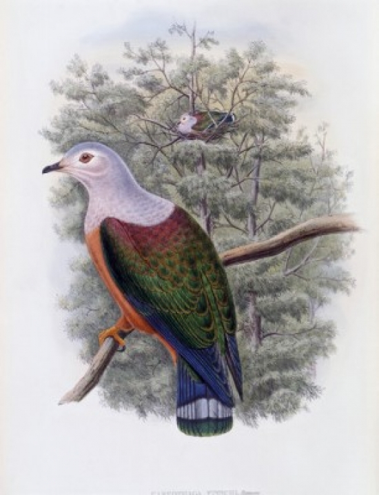 Finschs Fruit-Pigeon John Gould 1804-1881 British Poster Print