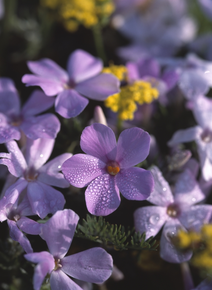 Purple Phlox Poster Print by Natural Selection Robert Potts - 22 x 32 - Large